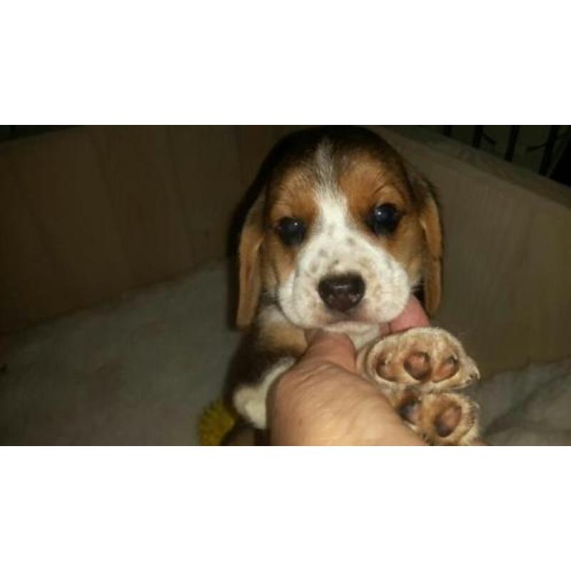 beagle pups.ouders stamboom
