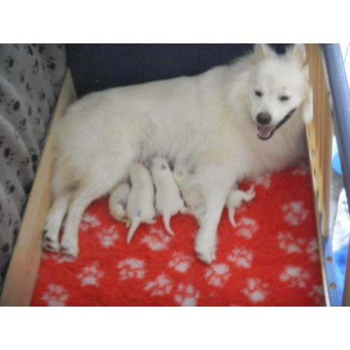 Te koop pups grote witte keeshond