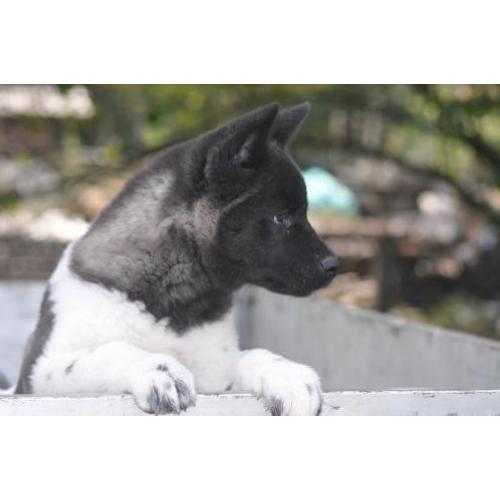 Amerikaanse akita pups met vriendelijk en sociaal karakter