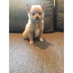 Pomsky F1b puppjes