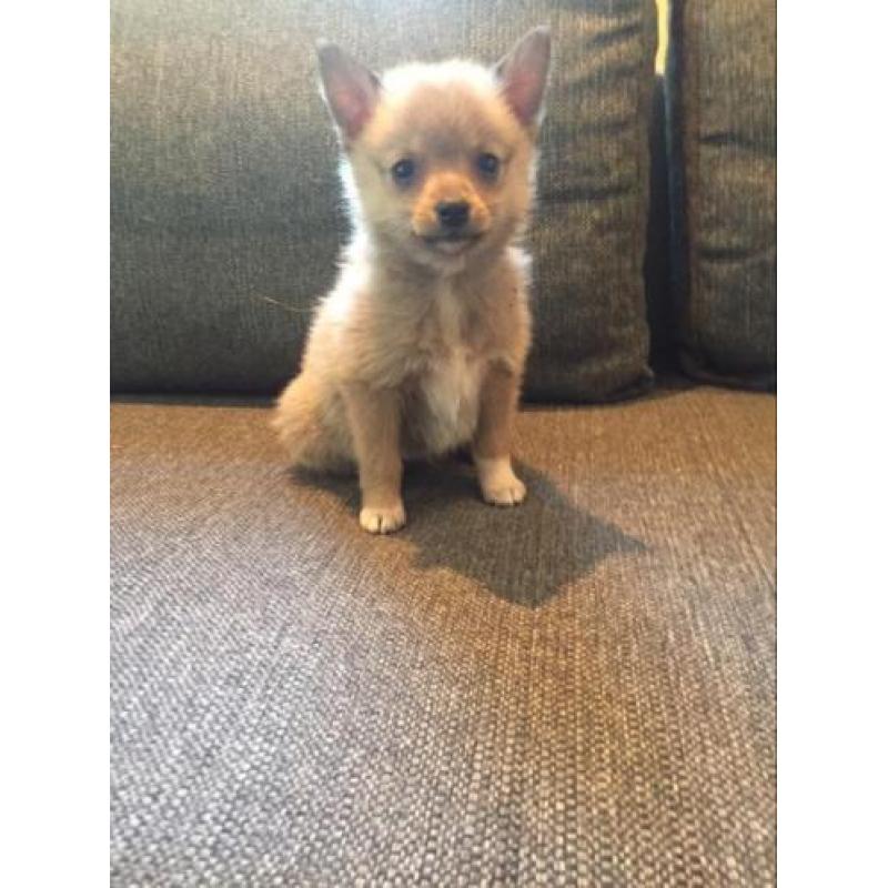 Pomsky F1b puppjes