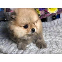 Dwergkees puppys pomeranian