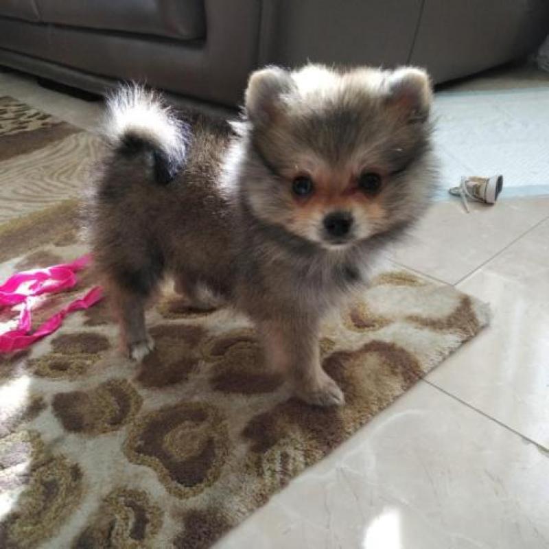 Pomeriaan mini beer pup met FCI stamboom uit Nederland