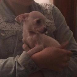 Chi pup Cream reutje