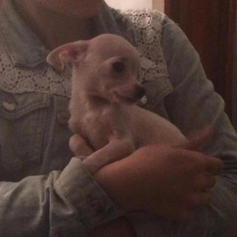 Chi pup Cream reutje