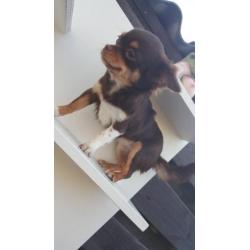 Raszuivere chihuahua