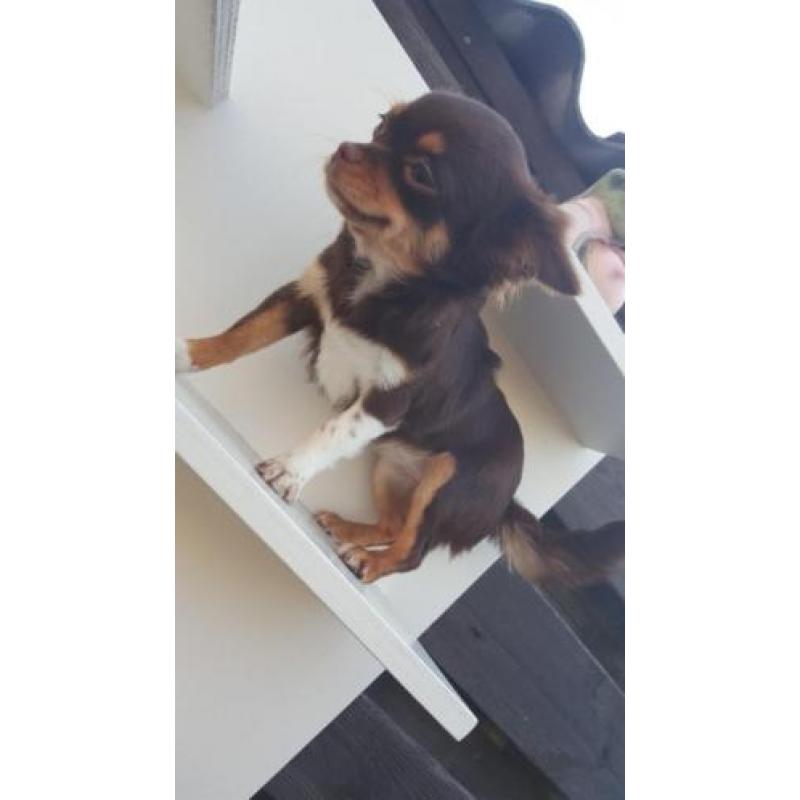 Raszuivere chihuahua