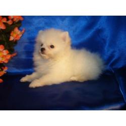 Witte pomariaan puppys/ Dwergkees te koop