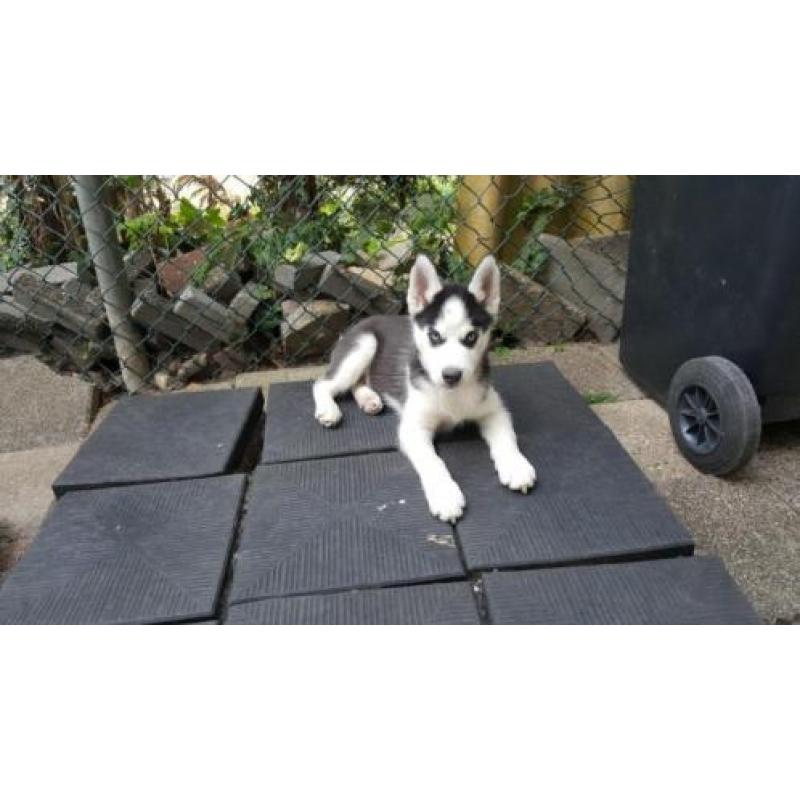 husky blauwe ogen