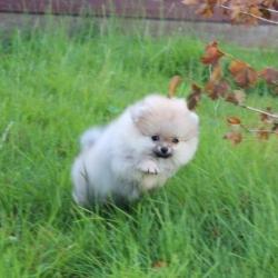 Prachtig Teefje Pomeranian/Pomeriaan/Dwergkeesje FCI