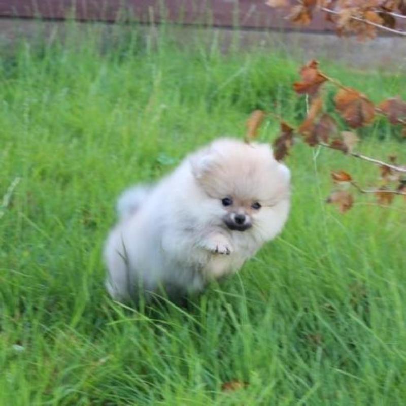 Prachtig Teefje Pomeranian/Pomeriaan/Dwergkeesje FCI