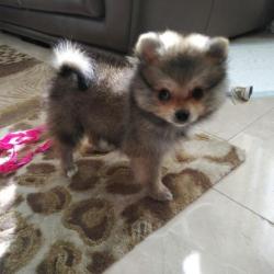 Pomeriaan mini beer pup met FCI stamboom uit Nederland