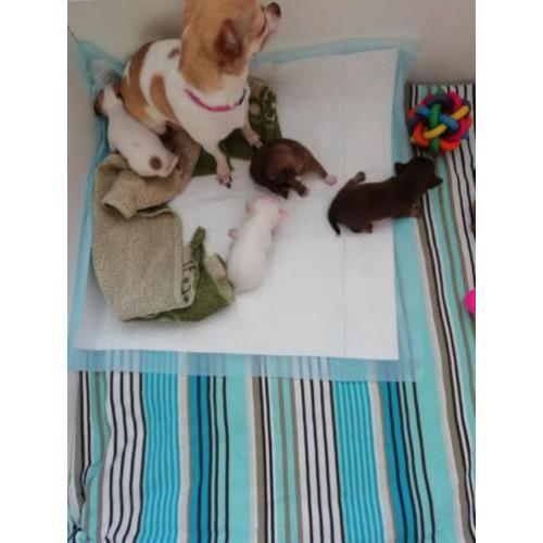 Prachtige chihuahua pups