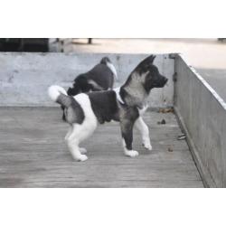 Amerikaanse akita pups met vriendelijk en sociaal karakter