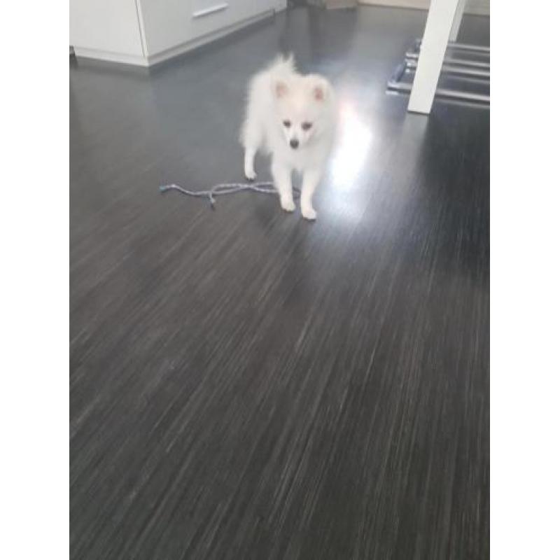 Pomeriaan/Dwergkees pups