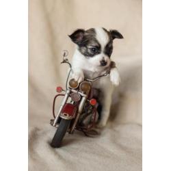 chihuahua kruising vlinderhond puppies