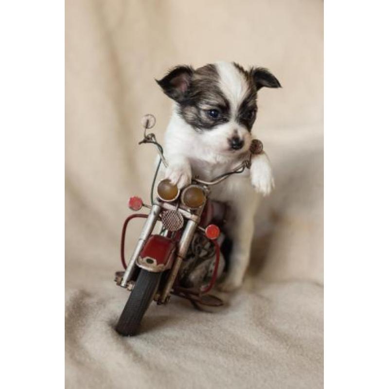 chihuahua kruising vlinderhond puppies