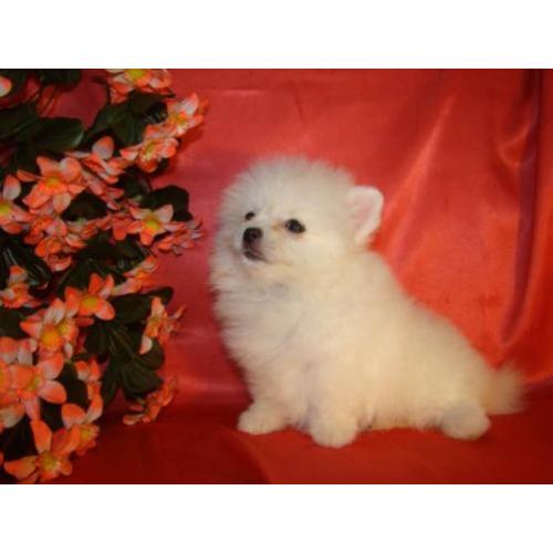 Witte pomariaan puppys/ Dwergkees te koop