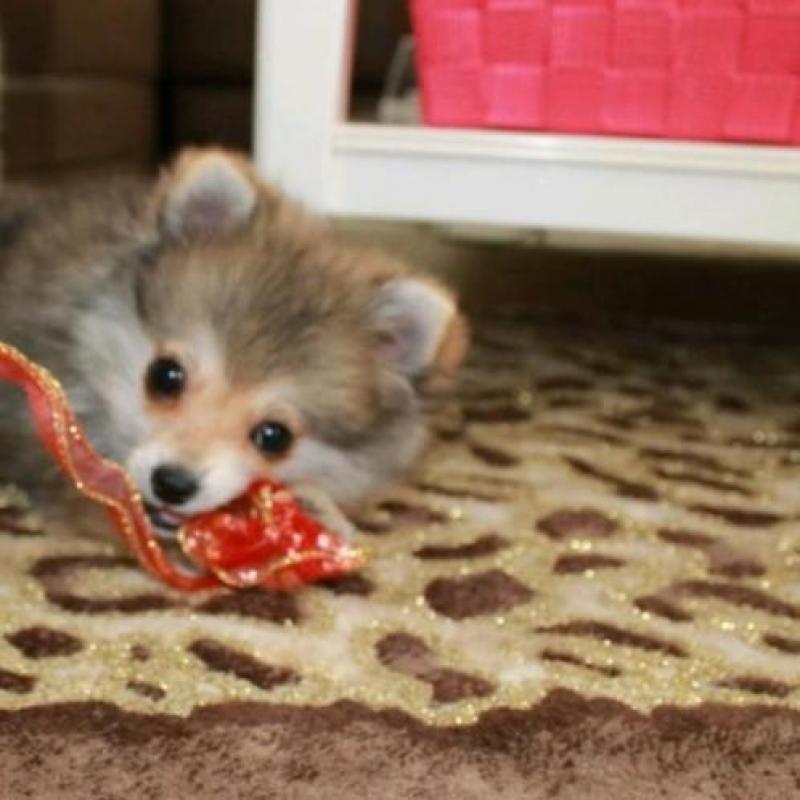 Pomeriaan mini beer pup met FCI stamboom uit Nederland