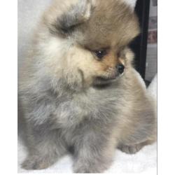 Dwergkees puppys pomeranian