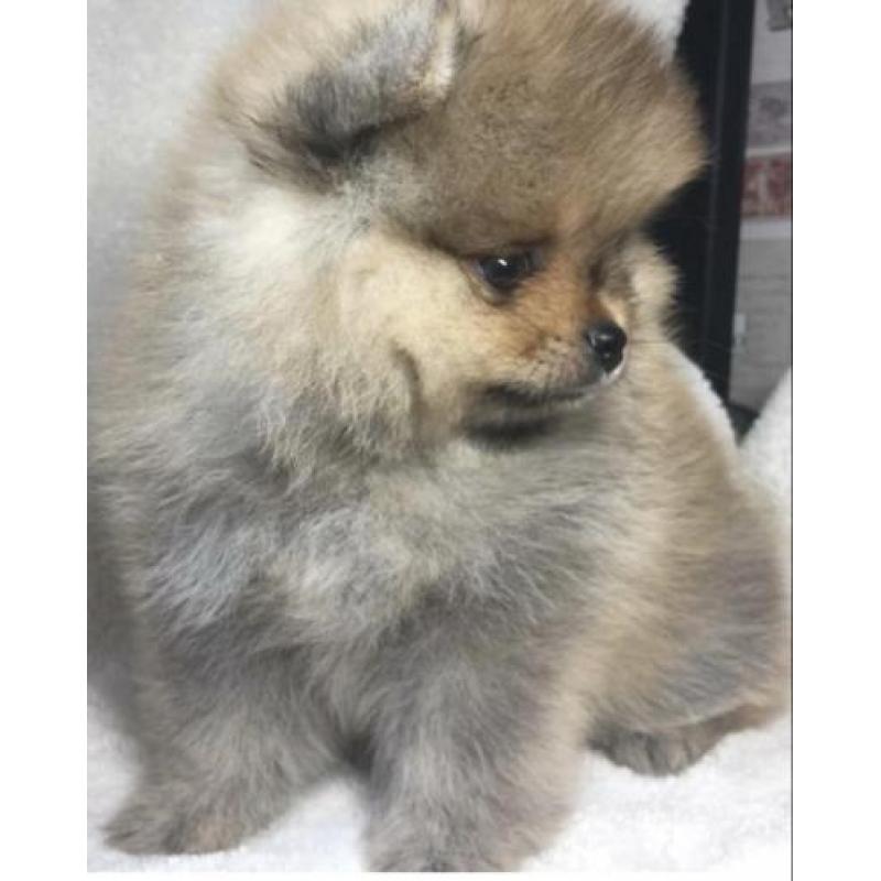 Dwergkees puppys pomeranian
