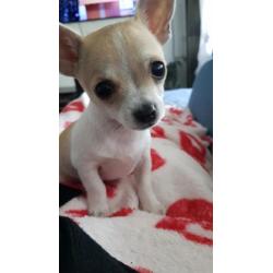 Mini Chihuahua reutje
