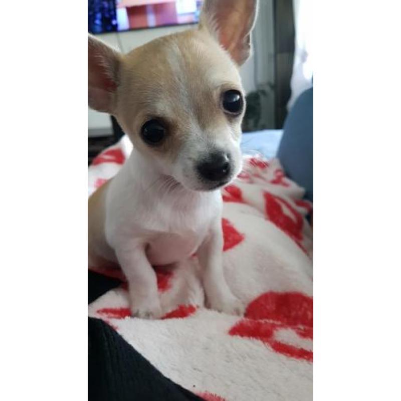Mini Chihuahua reutje