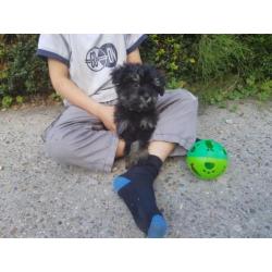 Hele leuke kruising mini keeshondje x maltipo pups