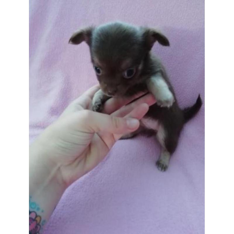 Prachtige chihuahua pups