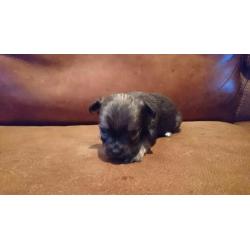 Chihuahua pups langhaar