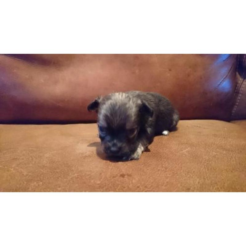 Chihuahua pups langhaar