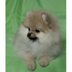 Prachtig Teefje Pomeranian/Pomeriaan/Dwergkeesje FCI