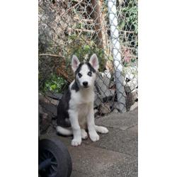 husky blauwe ogen