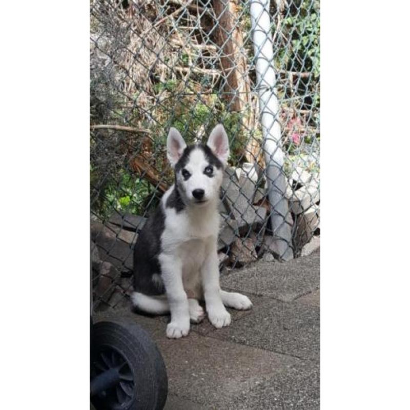 husky blauwe ogen