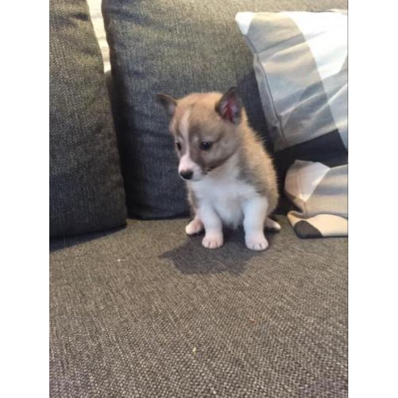 Pomsky F1b puppjes