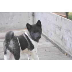 Amerikaanse akita pups met vriendelijk en sociaal karakter