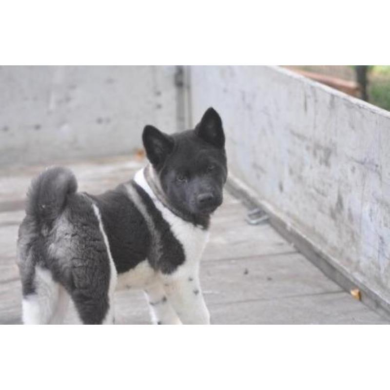 Amerikaanse akita pups met vriendelijk en sociaal karakter