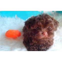 Mooie Russian Tsvetnaya Bolonka Pups