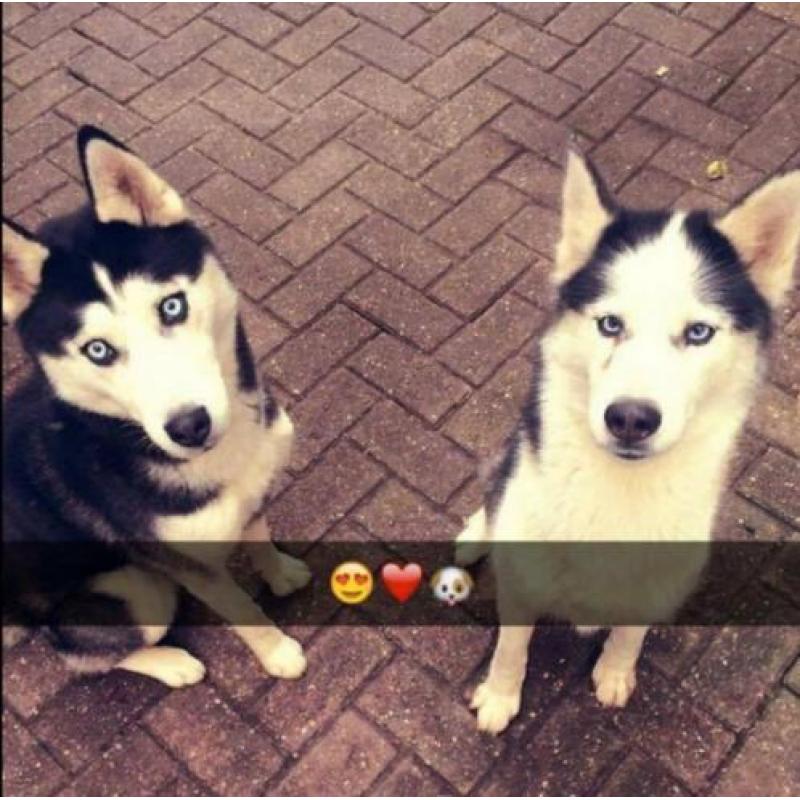 husky blauwe ogen
