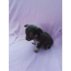 Prachtige chihuahua pups