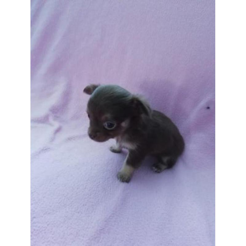 Prachtige chihuahua pups