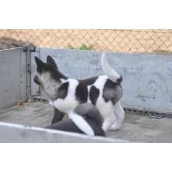 Amerikaanse akita pups met vriendelijk en sociaal karakter