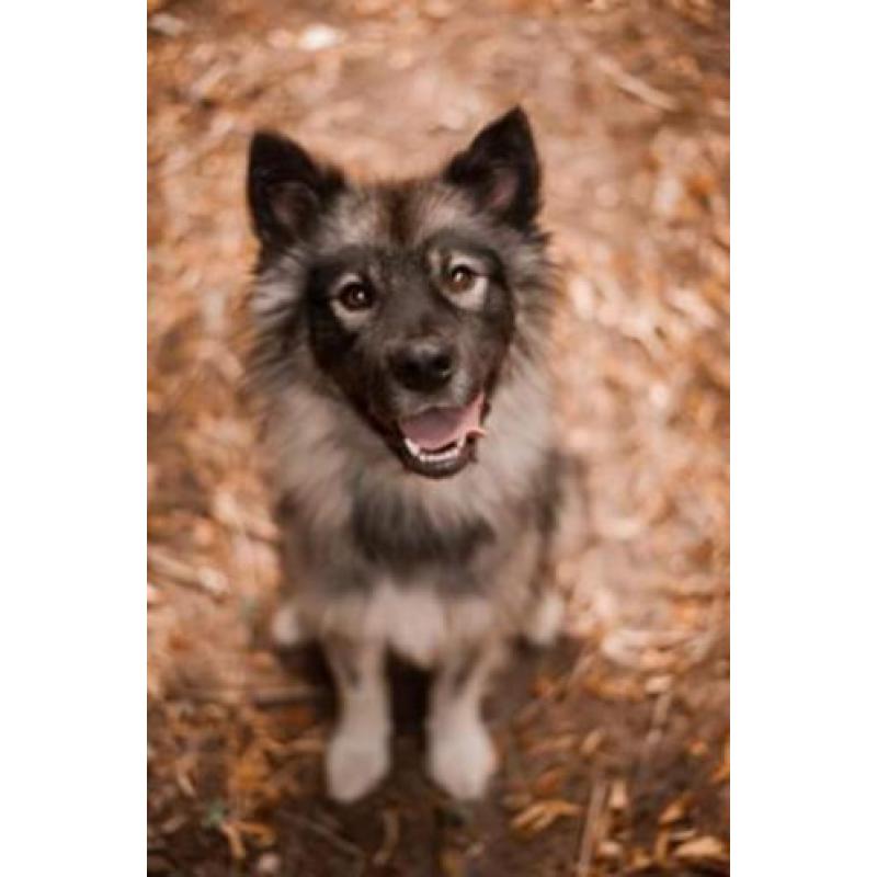 Een aanhankelijke (familie)vriend: Shadow
