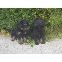 Hele leuke kruising mini keeshondje x maltipo pups