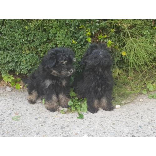 Hele leuke kruising mini keeshondje x maltipo pups