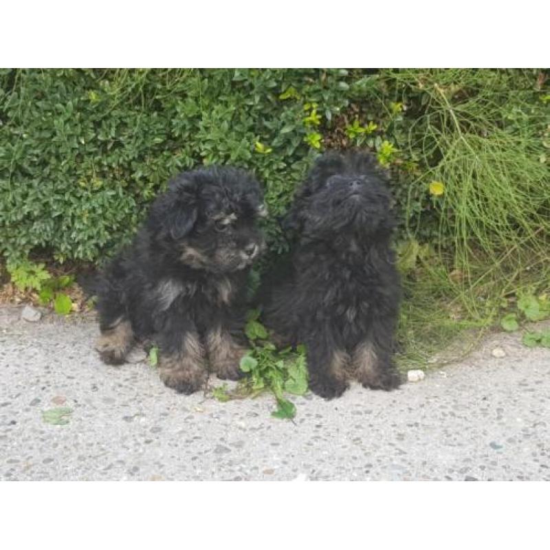 Hele leuke kruising mini keeshondje x maltipo pups