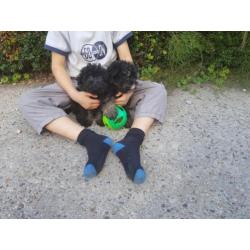 Hele leuke kruising mini keeshondje x maltipo pups