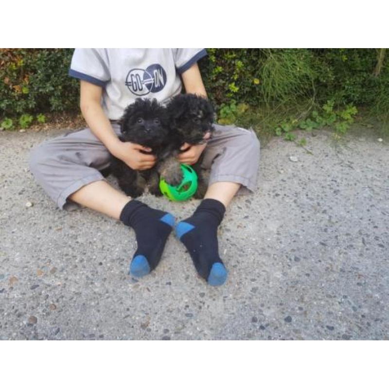 Hele leuke kruising mini keeshondje x maltipo pups