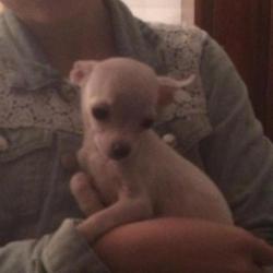 Chi pup Cream reutje