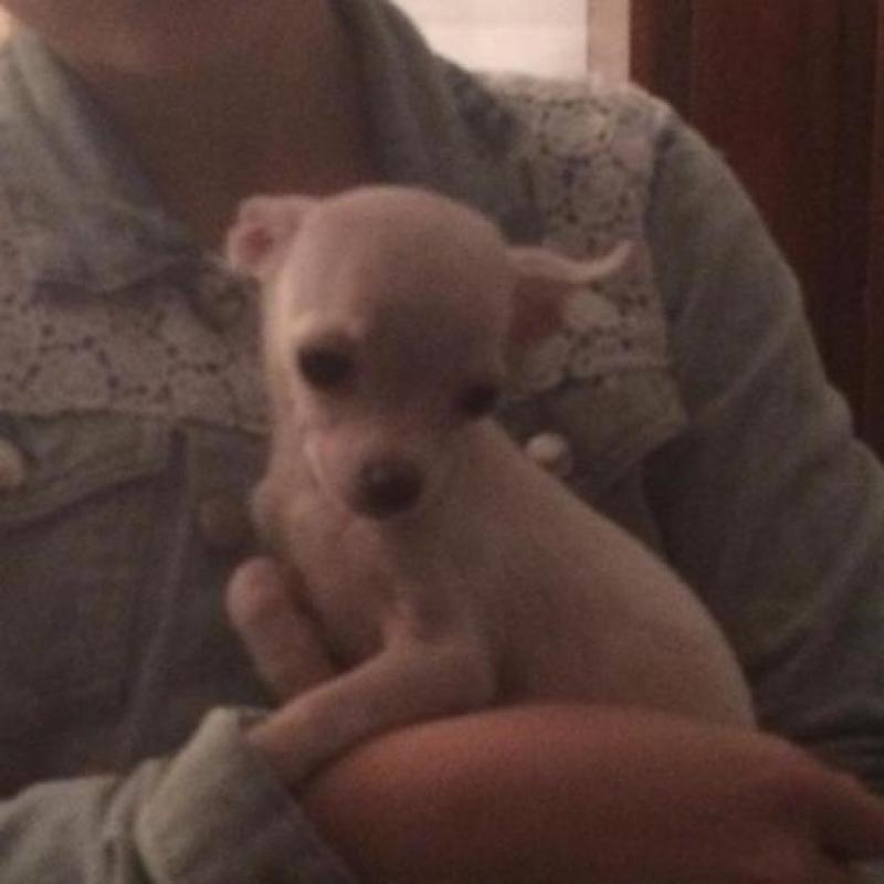 Chi pup Cream reutje